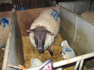 LAMBING VISIT TO PRESTWICK FARM 2014