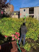 Hedge trimming