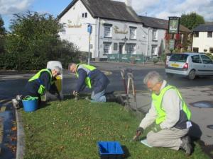 Planting the bulbs