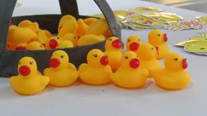 Golden Duck Race at Cornwall Gold