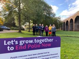 Crocuses for World Polio Day