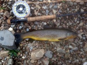 John's 2.5lb brown trout
