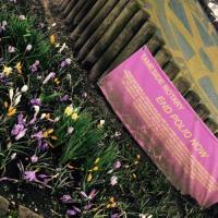 Planting Crocus - End Polio Now