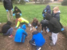 Cubs planting purple crocuses - in the rain!