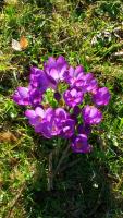 The Crocuses planted at the Open University, our meeting venue, to mark our commitment to Rotary International's fight to eradicate polio