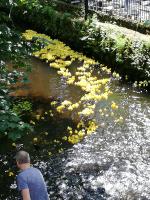 Charity Duck Race 2019