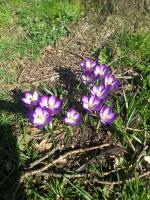 purple4polio crocus