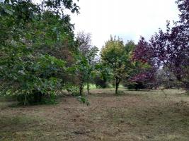 The Site Following the Clearance of weeds.