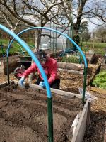 Planting Season at the Allotment