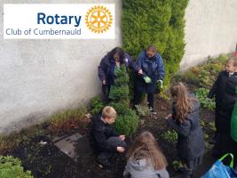 End Polio Now - Purple Crocus Planting