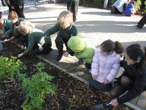 Crocus bulb planting October/November 2010