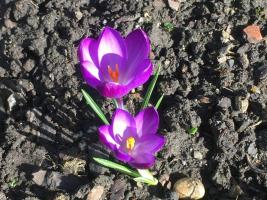 Crocuses in bloom.