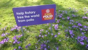 Planting of Purple Crocus Corms