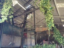 Club Visit: Syndale's Farm Oxbringe Hop Farm