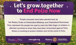 On 24 October 2019, Chelmsford Mildmay and Chelmsford Rivermead Rotary Clubs observed World Polio Day with the planting of 12,000 purple crocus corms.  World Polio Day is celebrated globally to generate awareness about the eradication of polio. 