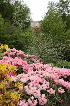 Himalayan Garden - Grewelthorpe 17 May 2011