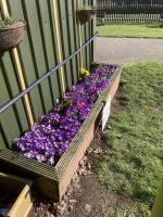 CROCUS BULB PLANTING TO RAISE AWARENESS