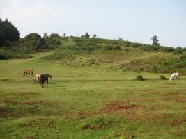 The New Forest Ponies, Hampshire
Attributed to Diane Bremner