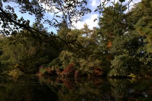 Beaujolais and Balsam - Wayford Woods - 4 July 2013