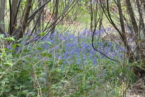 Norsey Woods Bluebells