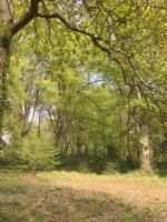 Spring Trees (And Poets Corner)