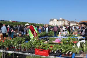 Geoff Lowles checking plants on the Rotary plant stall.
