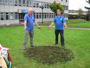 Crocus Planting