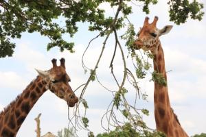 ROTARY 'KIDS OUT' TO MARWELL ZOO