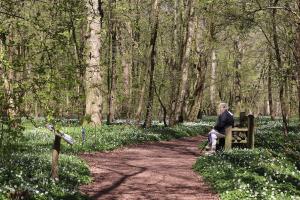 Bluebell Walk, Arlington