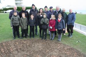 Crocus Planting