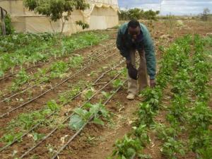 Irrigation project in Kajuki, Kenya