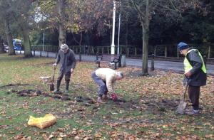 Mar 2017 40,000 Purple Crocus Corms planted for Polio