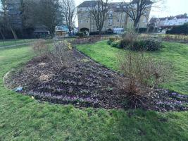 Crocuses are in bloom