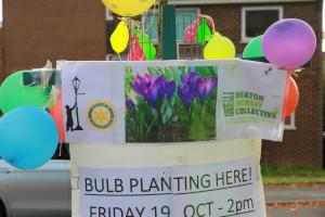 Purple Crocus Planting  Polio vaccination