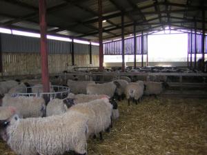 Lambing at Prestwick Farm 2016