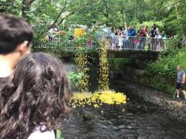 Charity (online) Duck Race