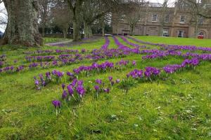 The Purple Crocus Project - Crocuses in Bloom (March 2017)