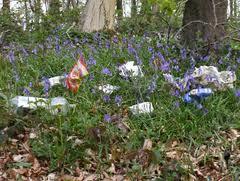 Jan 2015 Litter Picking - Histon - Girton - Oakington area