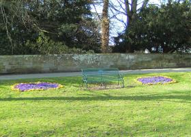 Crocuses on Low Green in Great Ayton