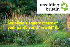 Rewilding our Gardens