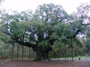 Major Oak in Sherwood Forest