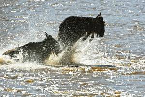 The Migration. Kenya's Masai Mara