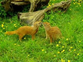 Cotswold Wildlife Park