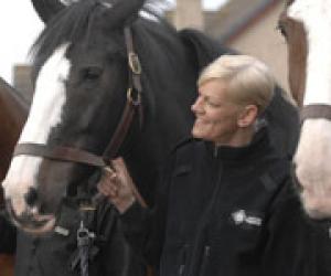 Police Horses at Blairfield