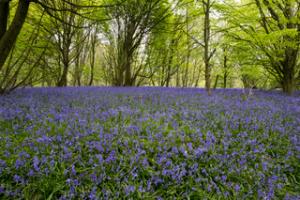Nidderdale Run & Walk - 7th May 2017