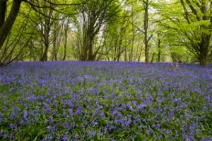 Nidderdale Run & Walk - 7th May 2017