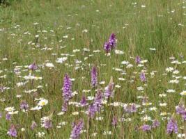 On Thursday 9th June Rotary Club members went for a walk and look what they found!