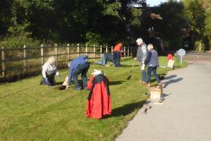 Purple Crocus planting at the Nook 