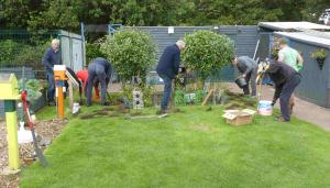 Planting crocus bulbs