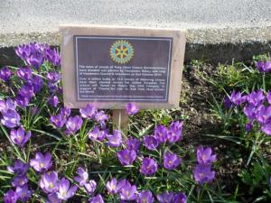 CROCUS BEDS